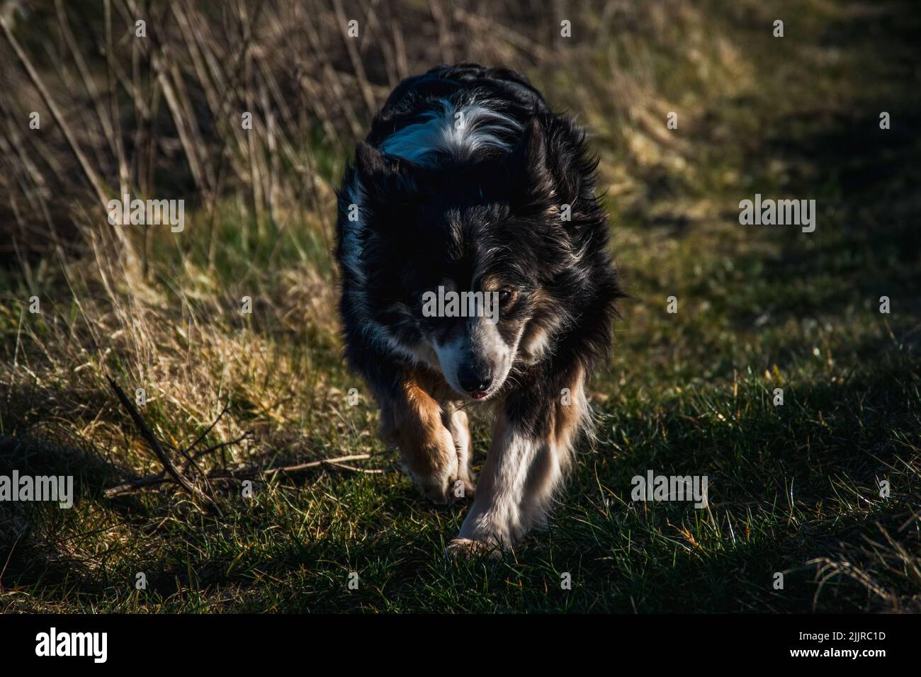 Un Collie de bordure noire courant dans un champ sur l'herbe verte sous les rayons du soleil du soir. Banque D'Images