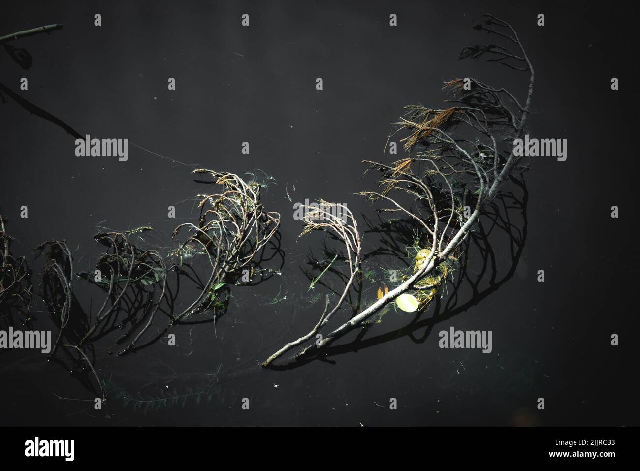 Une couche plate de plantes séchées de différentes tailles sur un fond sombre Banque D'Images