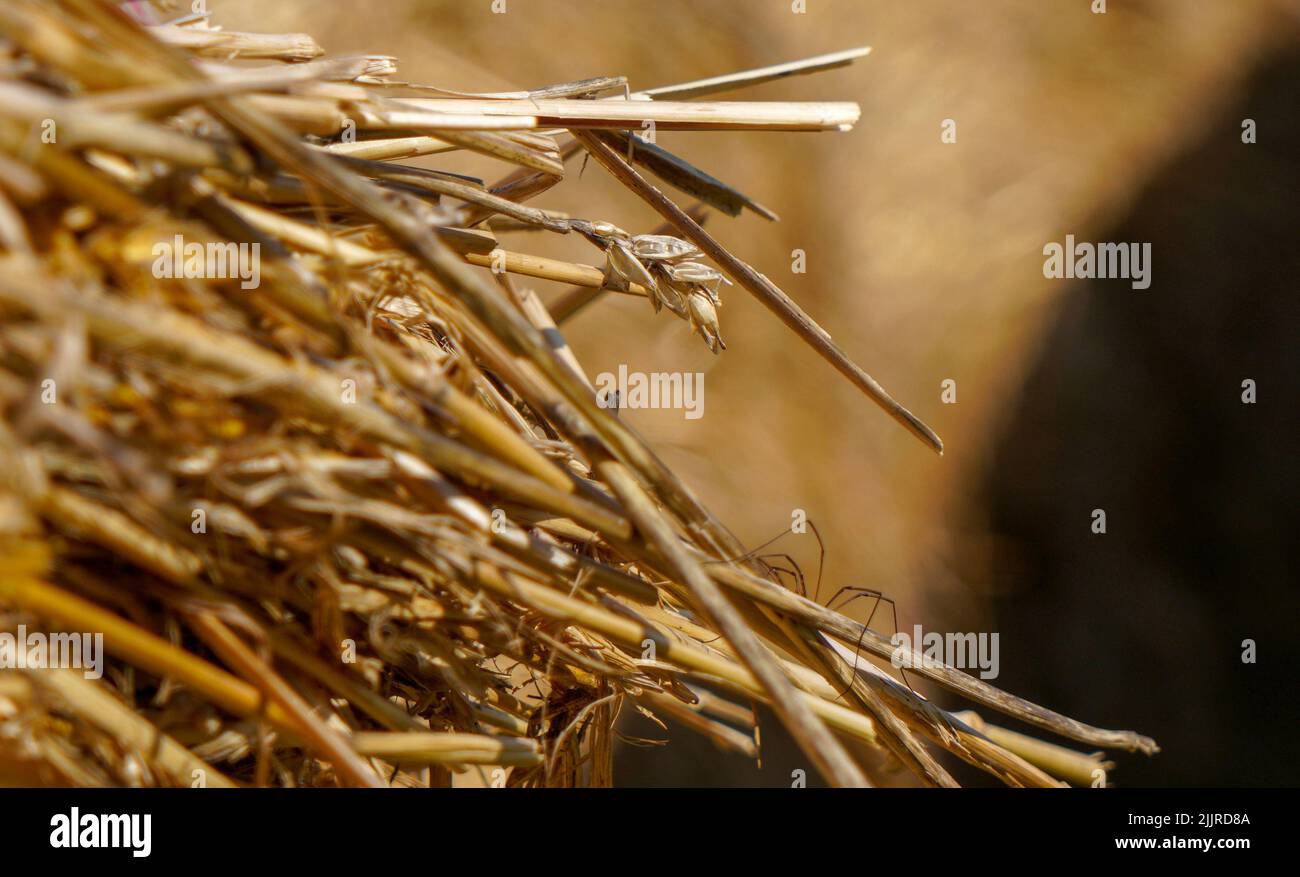 Un gros plan d'herbe dorée sèche Banque D'Images
