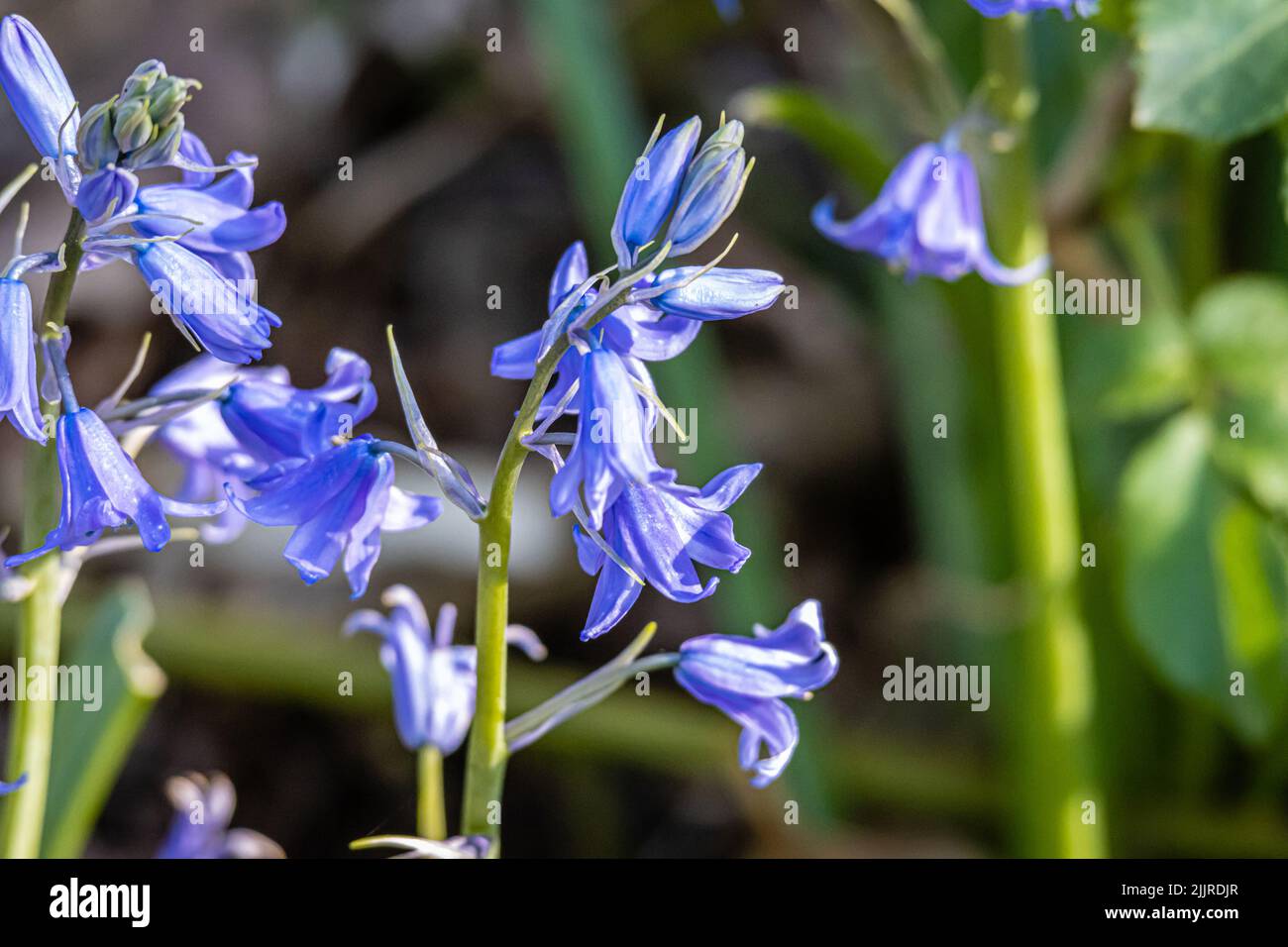 Un cliché peu profond des fleurs de Bluebell avec un arrière-plan flou dans le jardin Banque D'Images