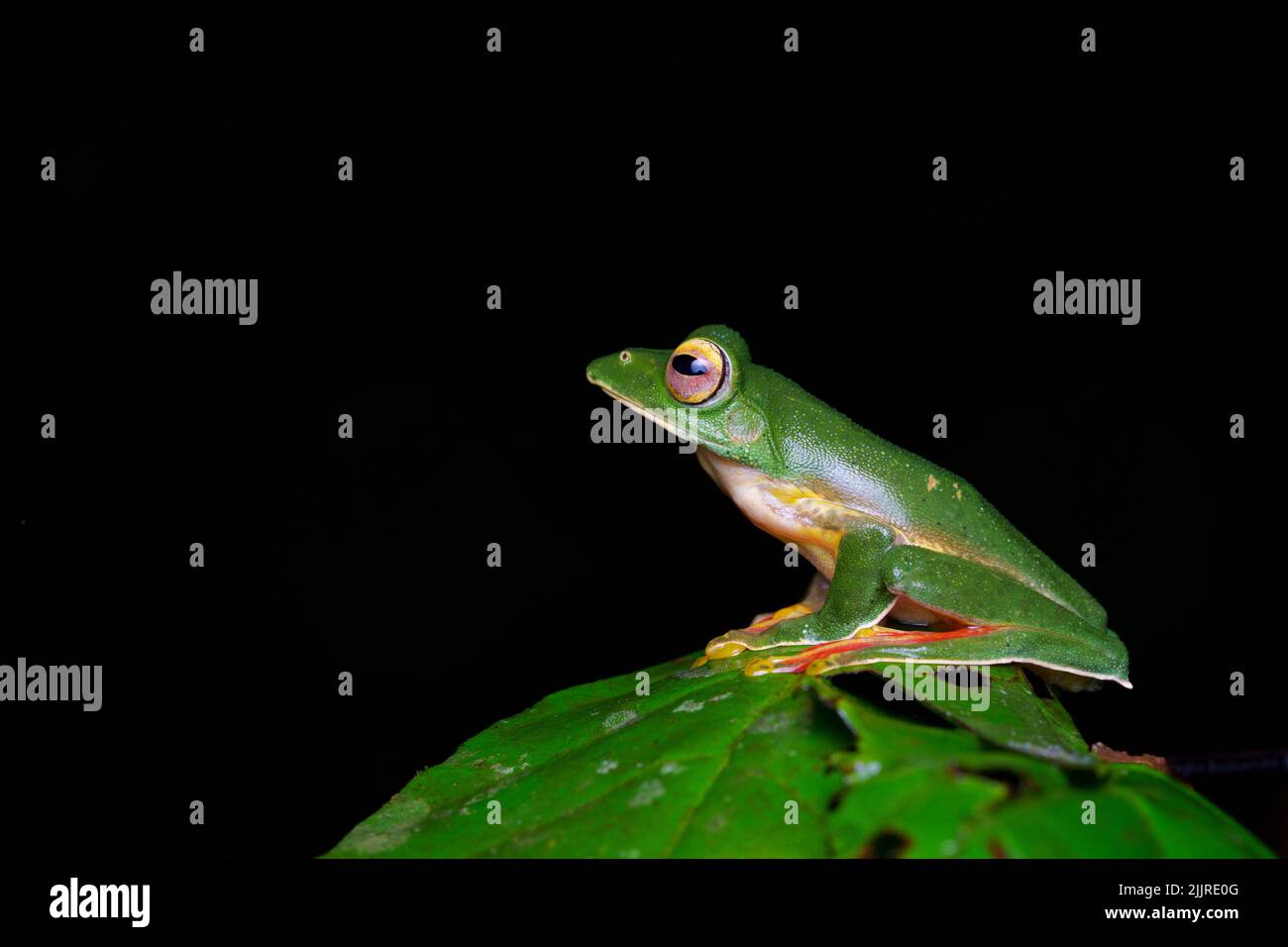 MALABAR (Rhacophorus malabaricus) est une espèce de grenouille des arbres des Rhacophoridés que l'on trouve dans les Ghâts de l'Ouest de l'Inde. Banque D'Images