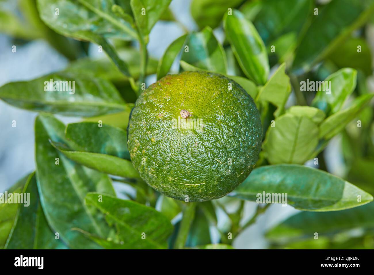 Fruits frais dans un parc, un jardin ou une ferme. Citron ou citron — free download