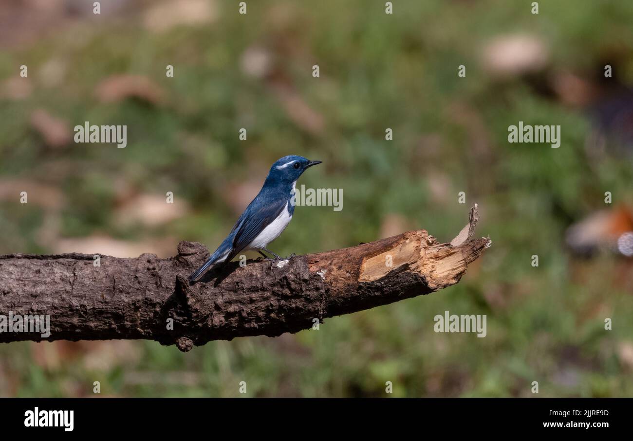 Un gros plan du flycatcher bleu à sourcils blancs, Ficedula superciliaris. Mise au point peu profonde. Banque D'Images