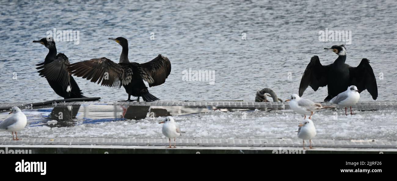 Un groupe de mouettes et de grands cormorans debout au bord de l'eau Banque D'Images