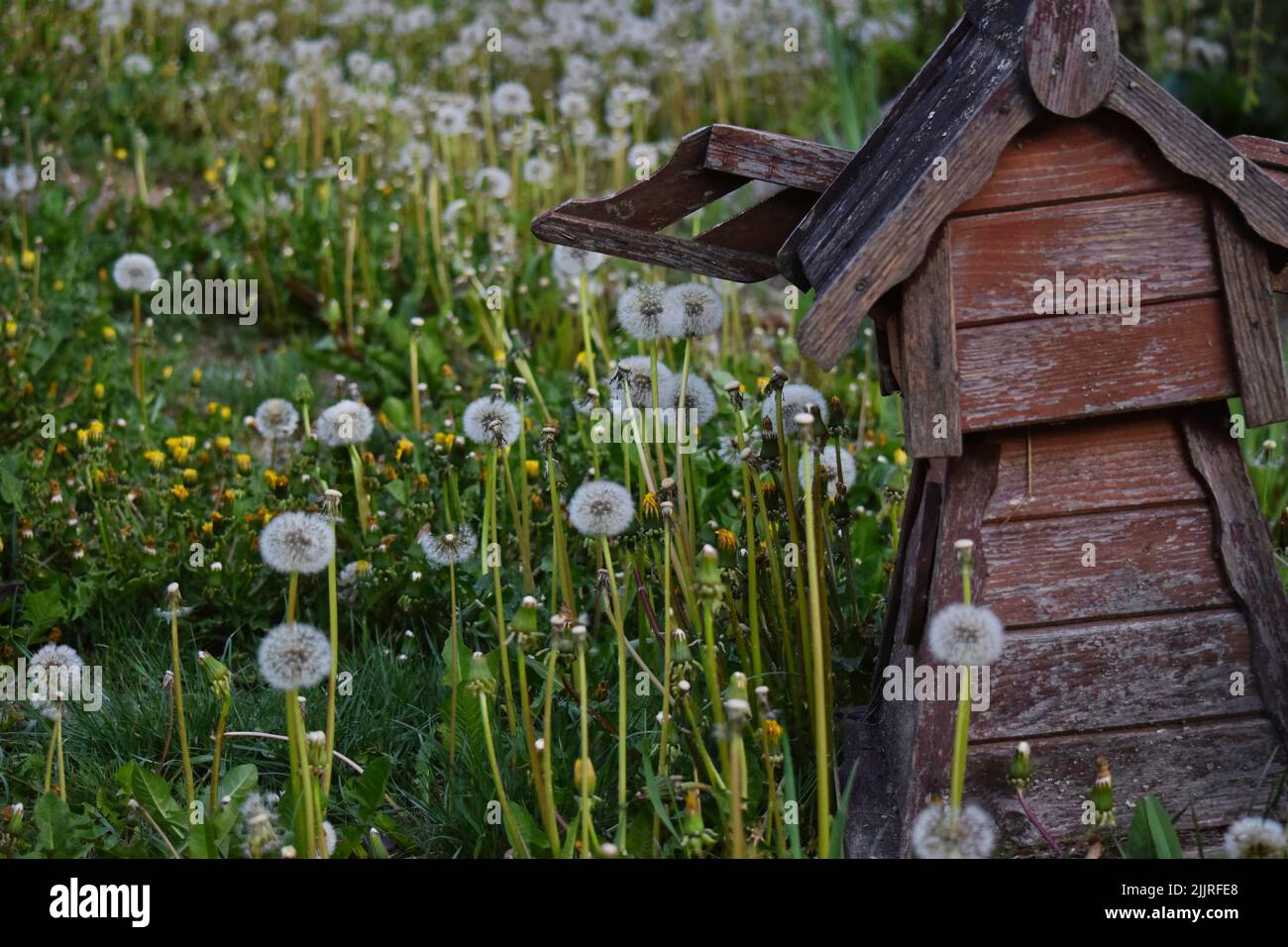 Une belle photo d'un champ de pissenlits pendant la journée Banque D'Images