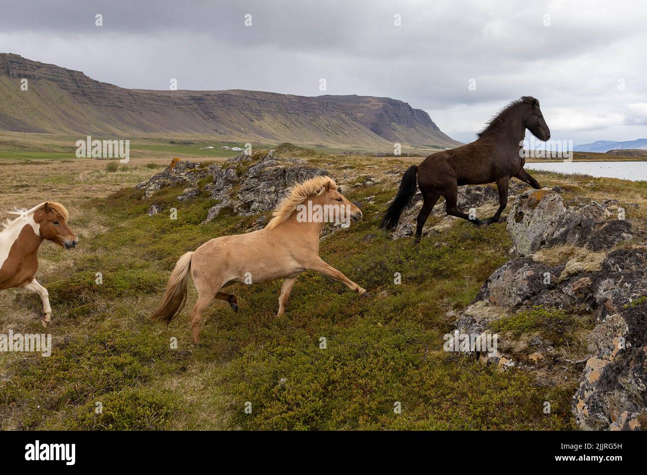 Les chevaux qui s'exécutent dans le champ vert rocailleux sur fond de collines. Islande. Banque D'Images