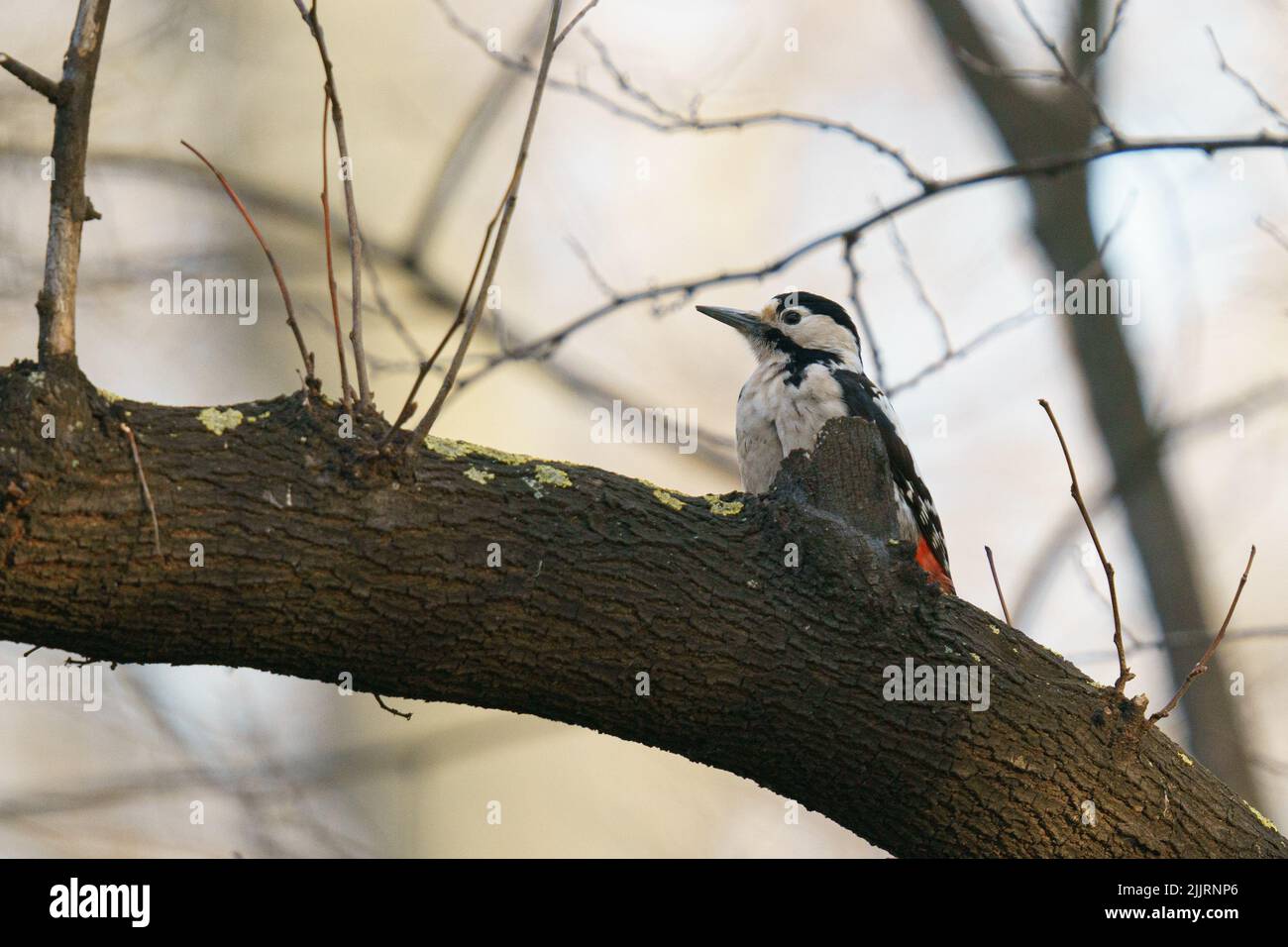 Une belle photo d'un grand oiseau de pic marbré sur un arbre avec un arrière-plan flou Banque D'Images