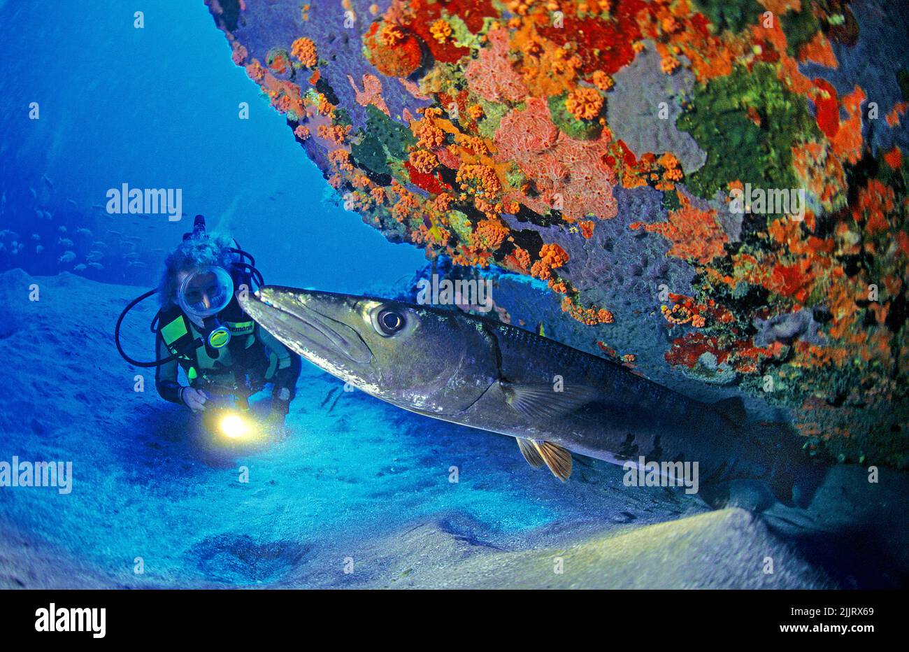 Diva Diver regarde un grand barracuda (Sphyraena barracuda), Saint Eustache, Antilles néerlandaises, Caraïbes Banque D'Images