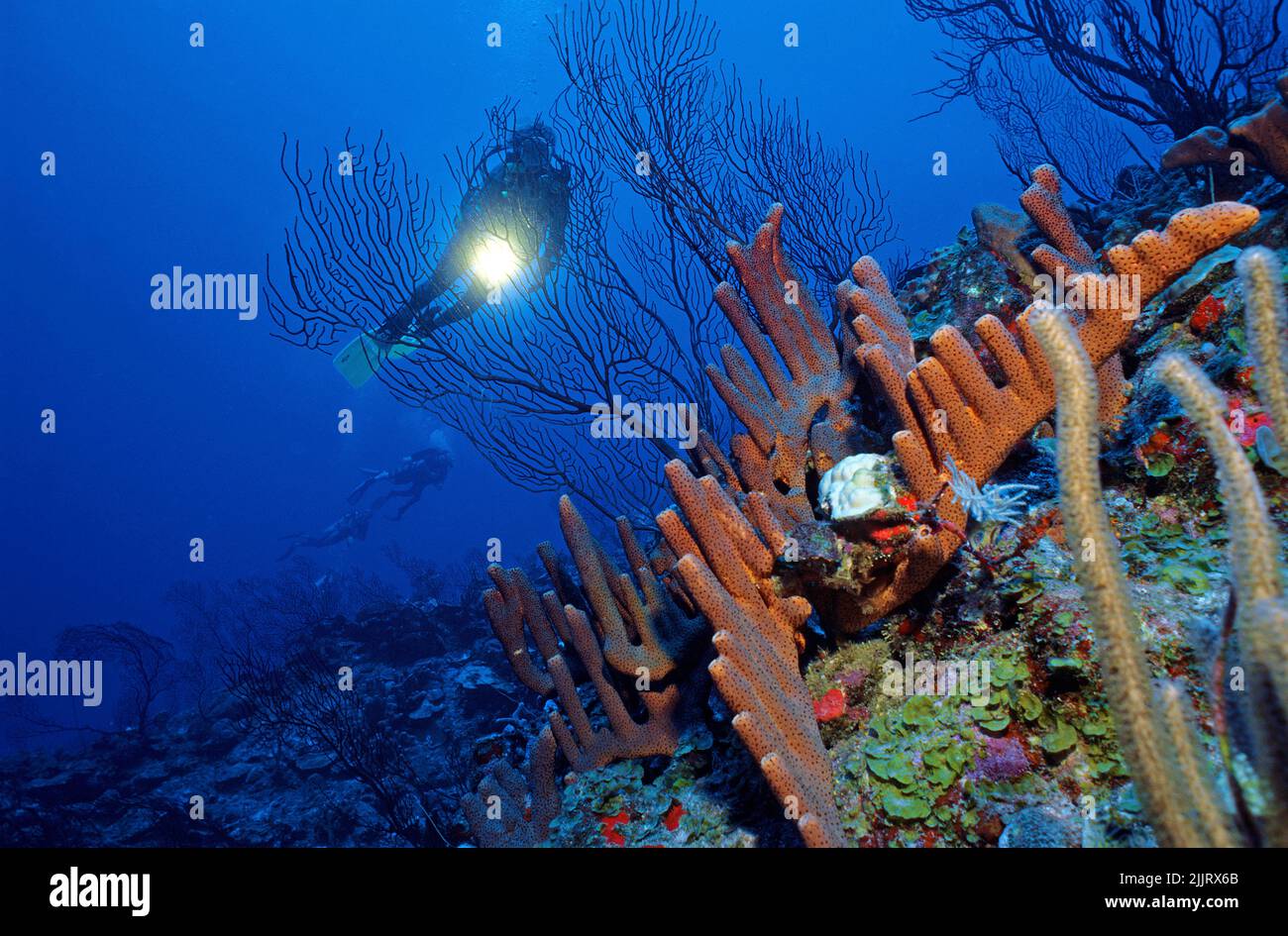 Plongée sous-marine dans un récif de corail des caraïbes avec une éponge de pipe d'orgue (Agelas conifera) et des ventilateurs de mer en eau profonde (Iciligorgia schrammi), Saba, Caraïbes Banque D'Images