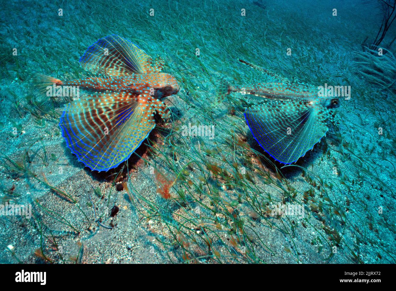 Canards volants (Dactylopterus volitans), volant au-dessus de fonds marins sablonneux, Saba, Antilles néerlandaises, Caraïbes, Banque D'Images