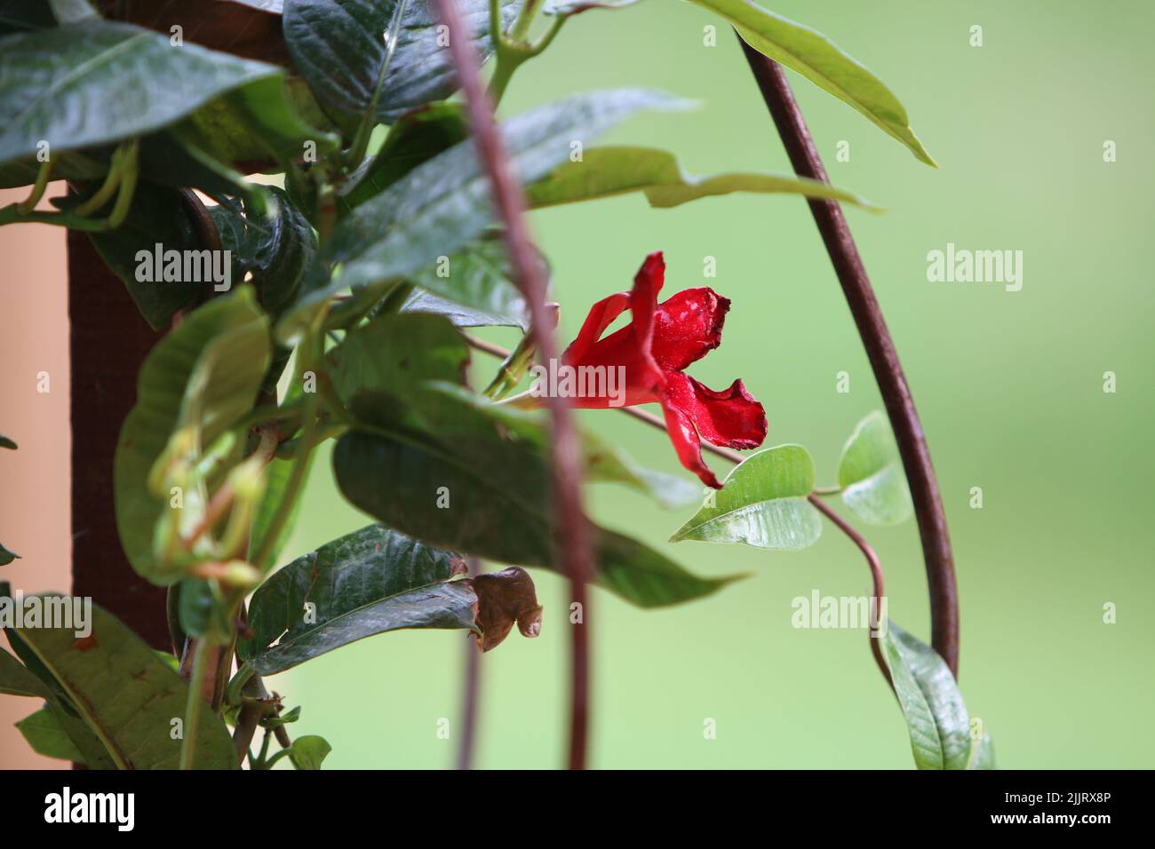 Gros plan d'une fleur rouge qui fleurit dans le jardin au milieu de feuilles vertes par temps ensoleillé avec un arrière-plan flou Banque D'Images