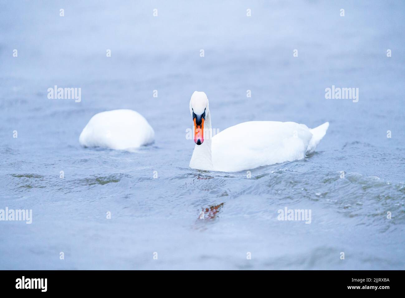 Deux cygnes blancs dans le lac en journée Banque D'Images