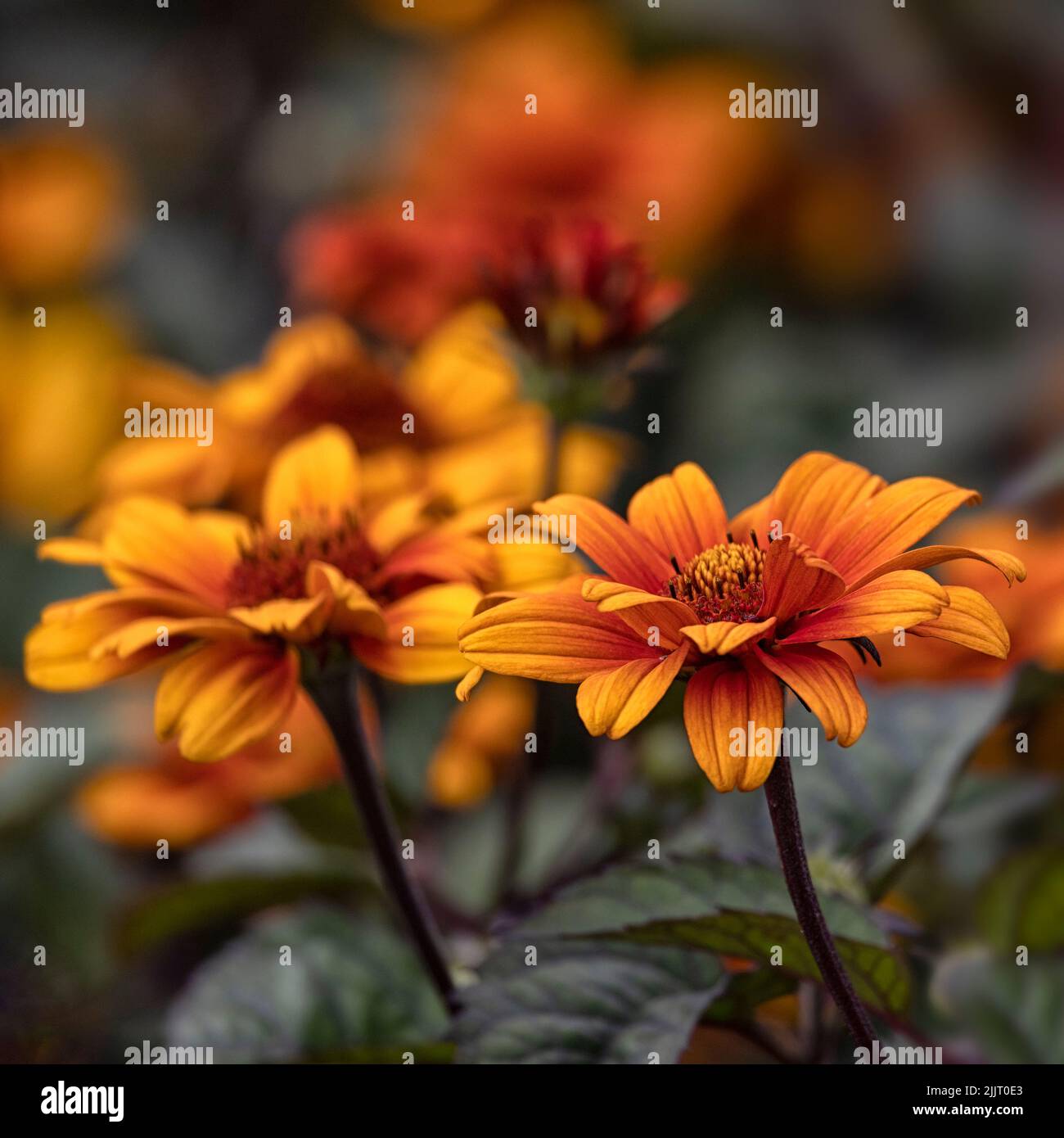 Gros plan des fleurs d'Heliopsis helianthoides 'Bleing Hearts' dans un jardin en été Banque D'Images