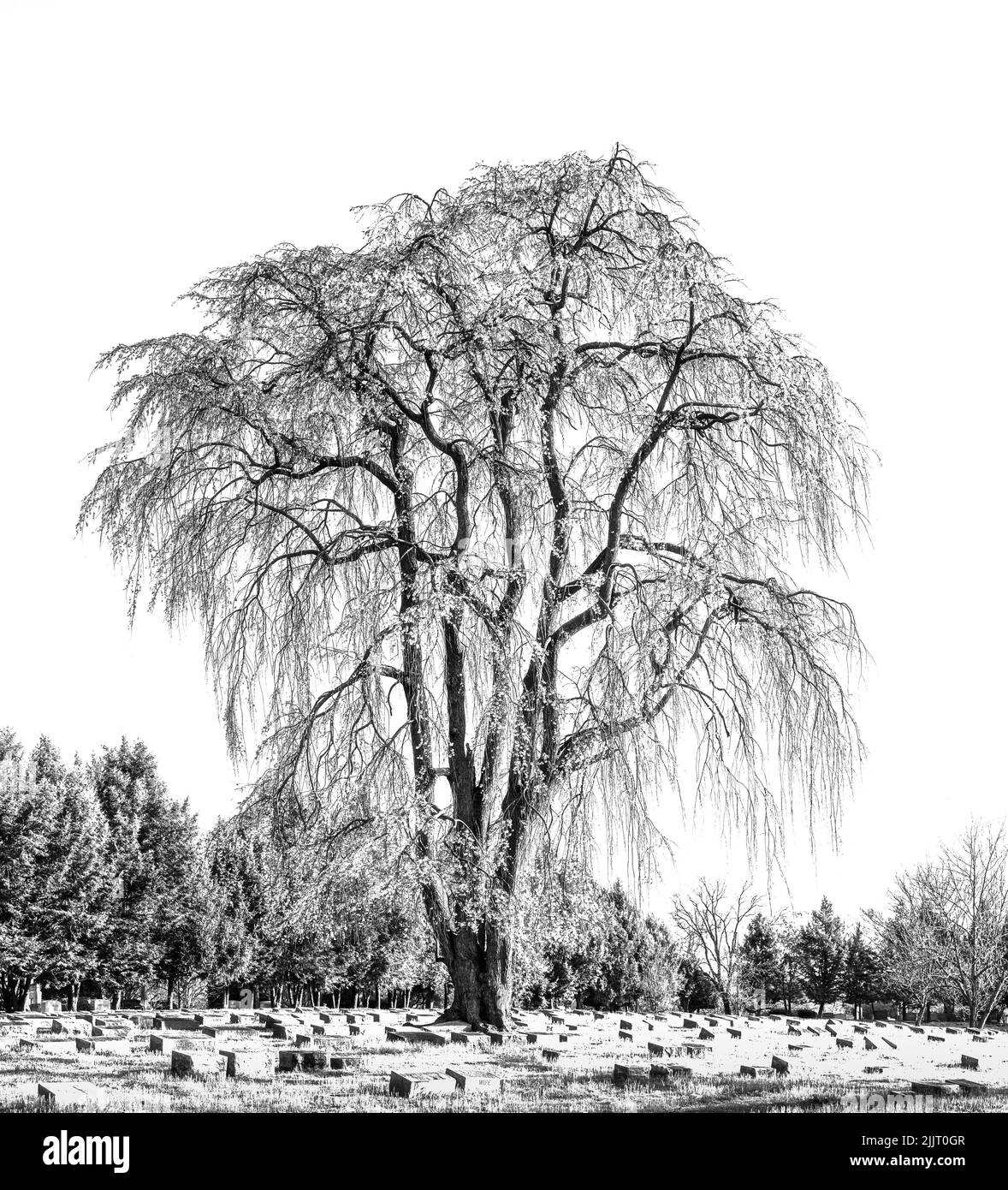 Une photo verticale en niveaux de gris d'un arbre de cimetière en fleur de printemps Banque D'Images