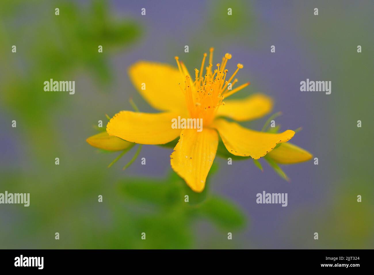Un cliché sélectif du millepertuis (Hypericum perforatum) Banque D'Images