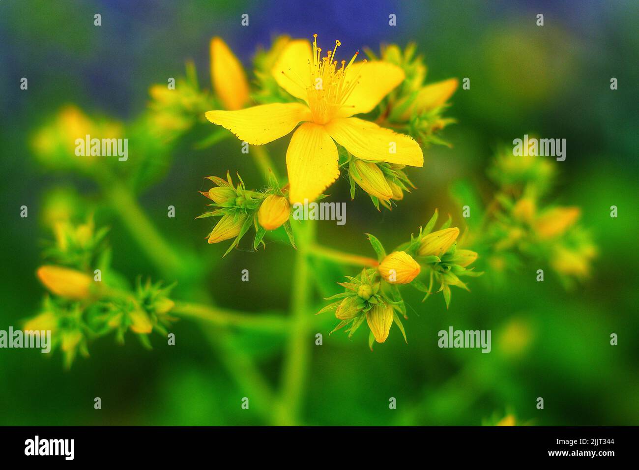 Un cliché sélectif du millepertuis (Hypericum perforatum) Banque D'Images