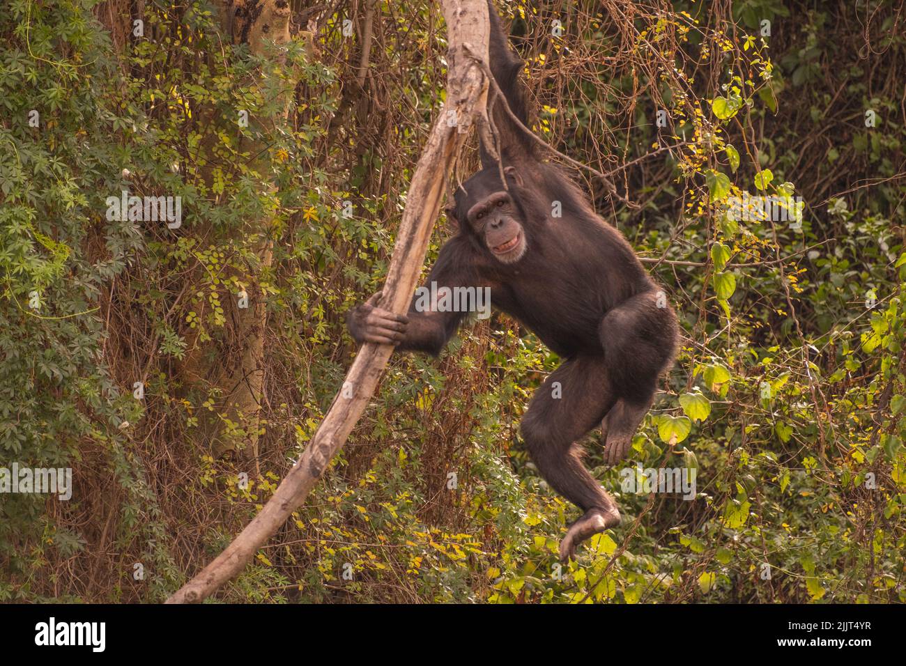 Le chimpe saute sur la branche des arbres dans la nature sauvage. Banque D'Images