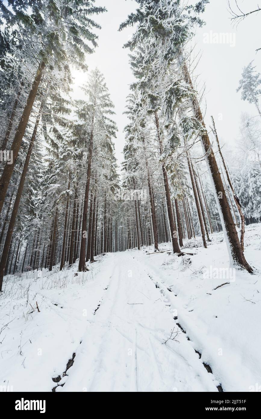 Plan vertical d'un sentier enneigé entouré de sapins couverts de neige à Taunus, Hesse, Allemagne Banque D'Images