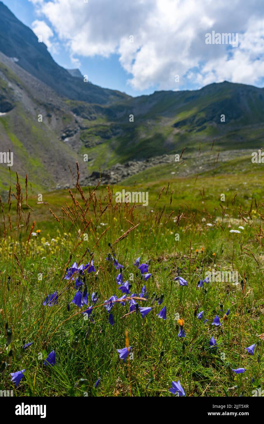 blaue Glockenblumen auf einer alpinen Weide am Schafberg BEI Gargellen, Montafon, Österreich. Sommer scène à den Bergen. ALP mit Blumen Banque D'Images