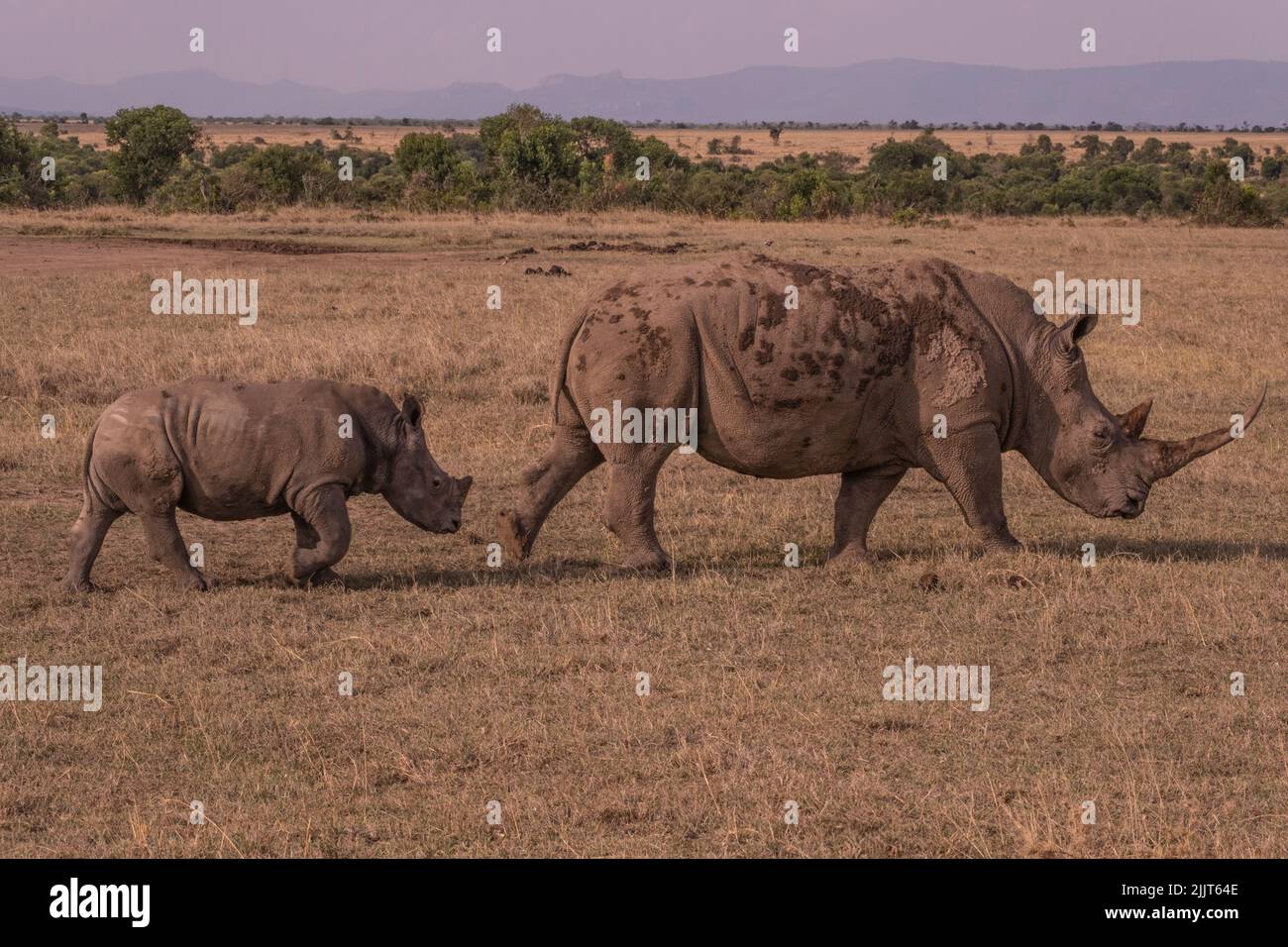 Rhino dans le désert du Kenya sous protection Banque D'Images