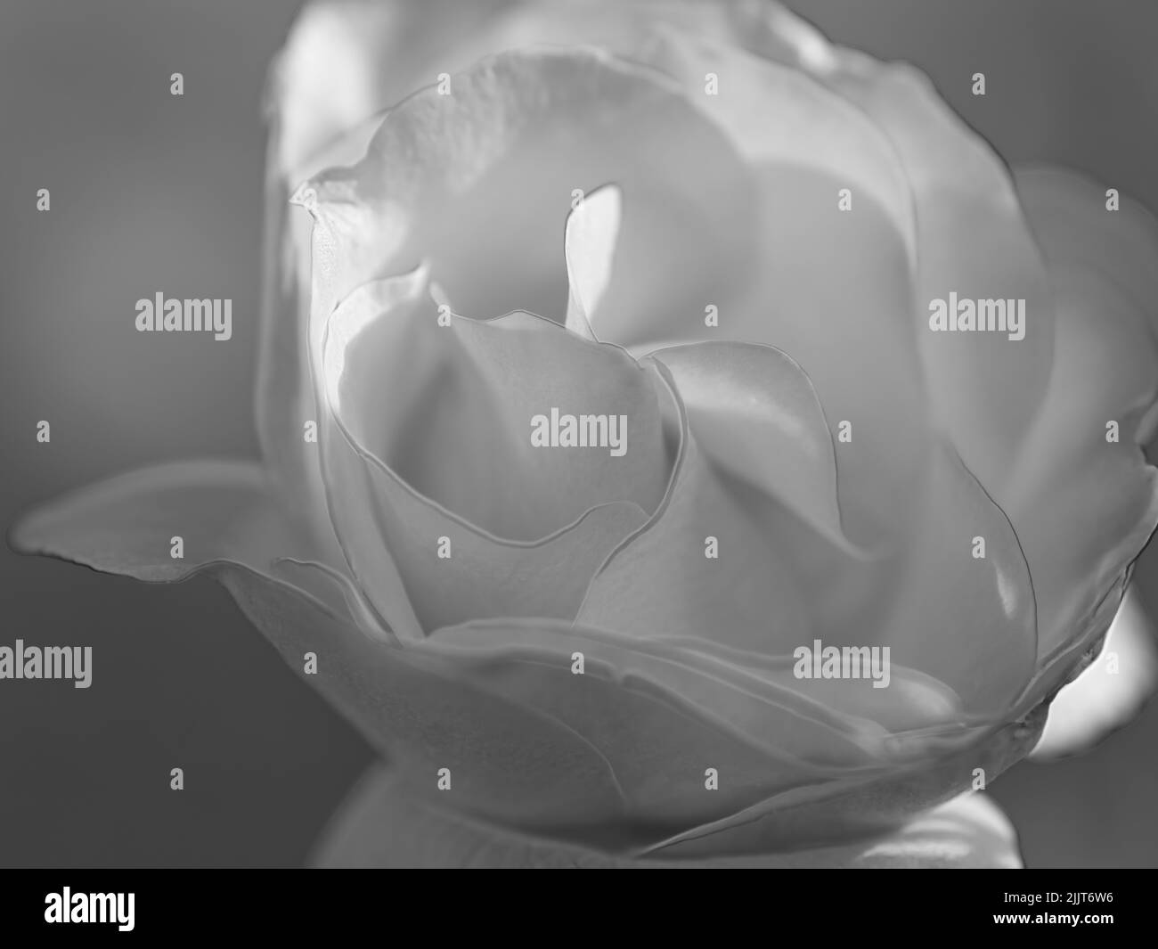 Roses rouges et roses Banque D'Images