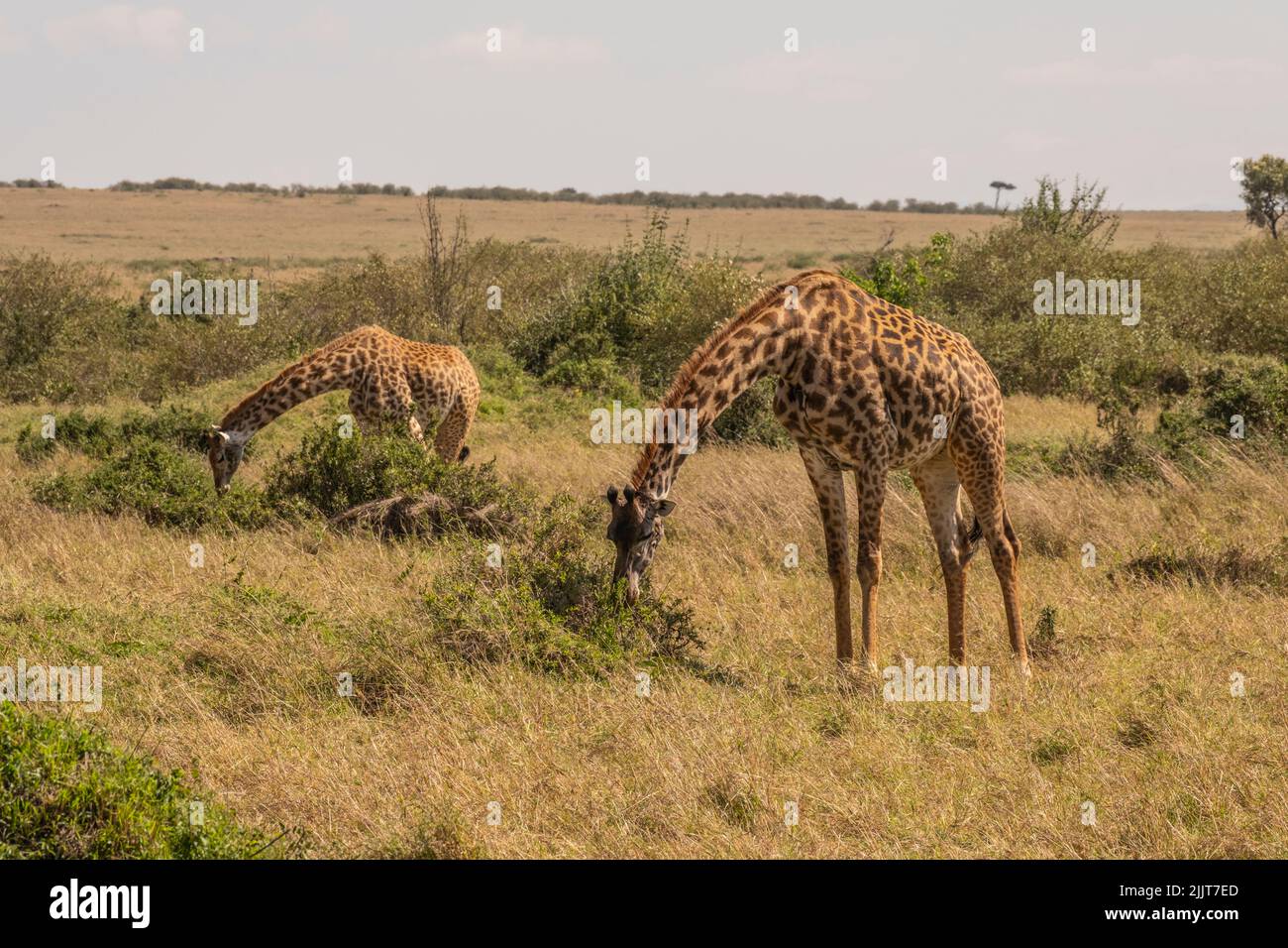 Girafe dans la réserve de jeu de Masai Mara du Kenya. Banque D'Images