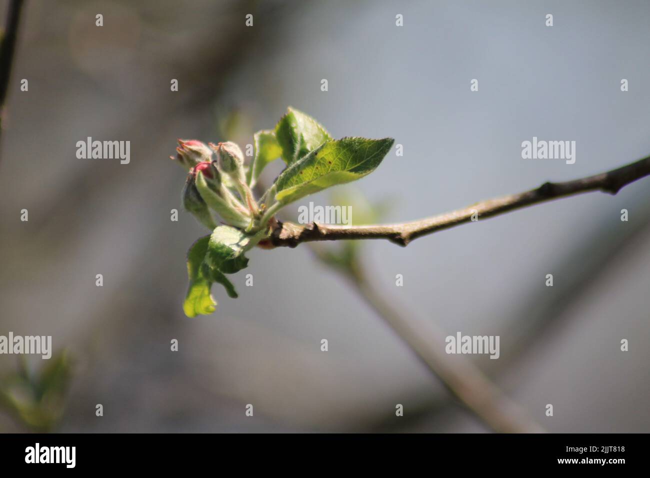 Un foyer sélectif de feuilles et de fleurs d'arbres fruitiers qui se germination au printemps Banque D'Images