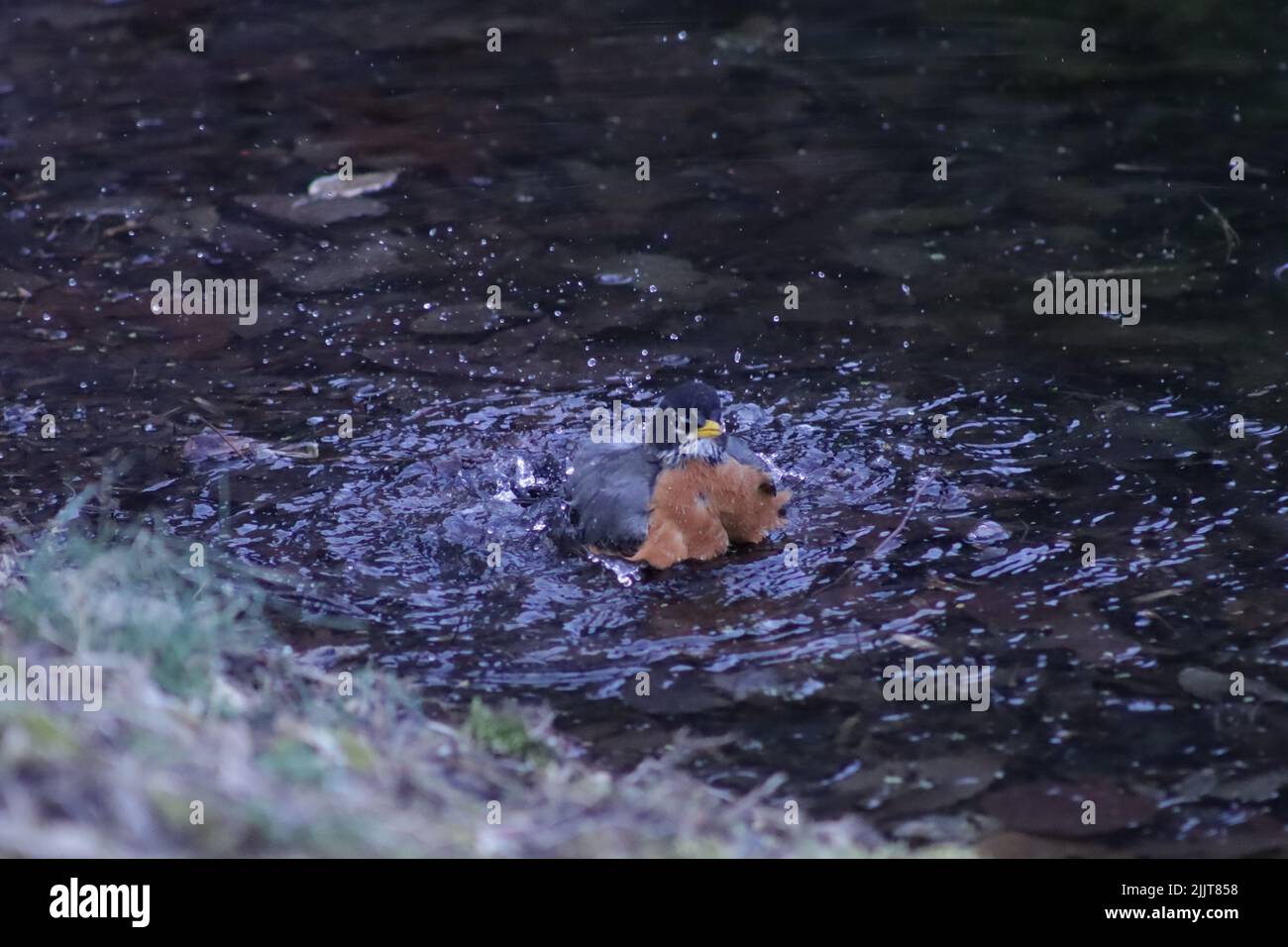 Un oiseau sauvage ayant un bain sur une eau peu profonde Banque D'Images