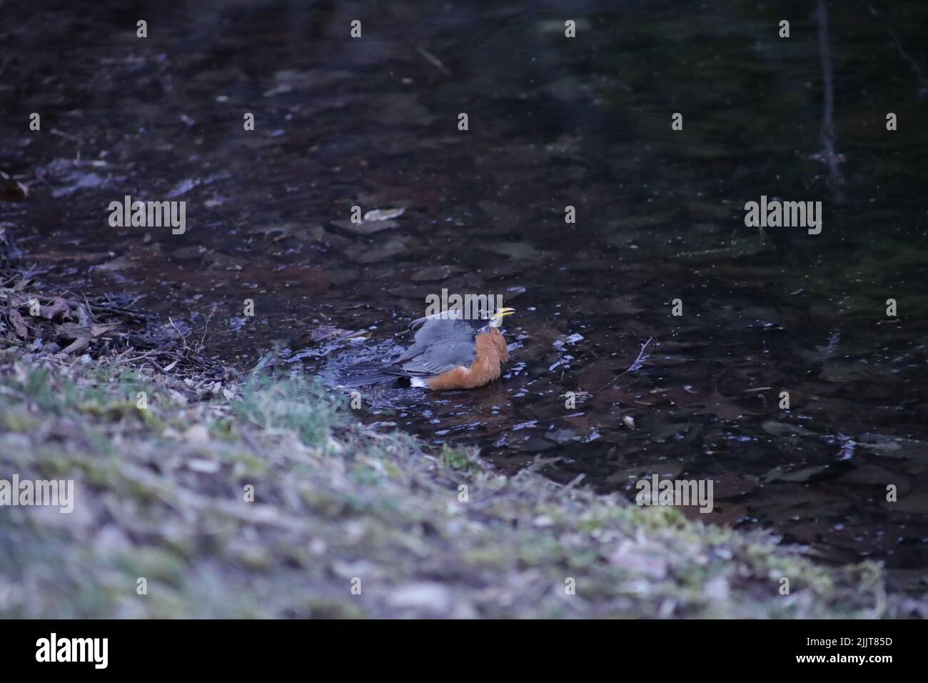 Un oiseau brun appréciant un bain sur le lac Banque D'Images