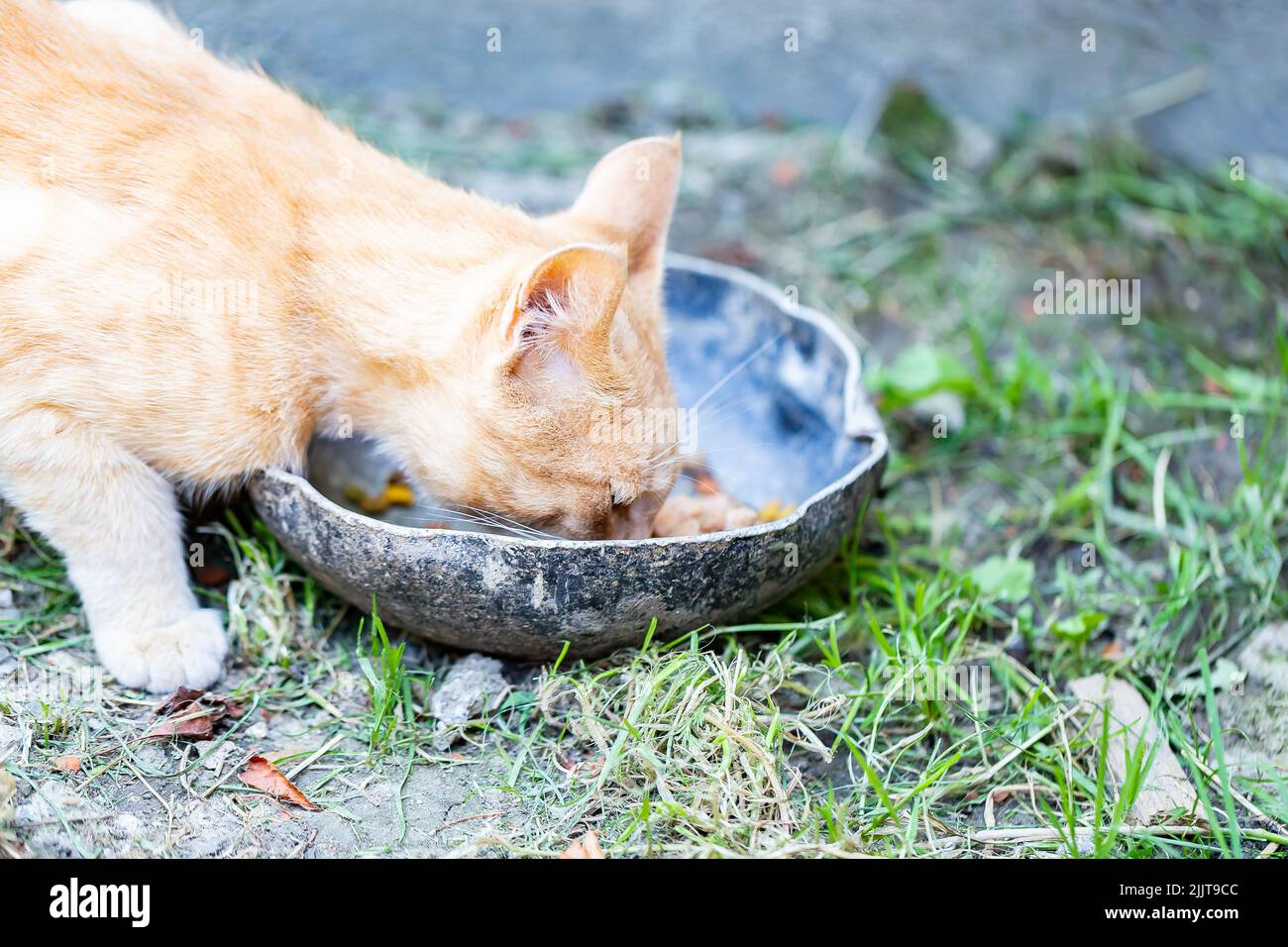 Un adorable chat de Tabby rouge mangeant de la nourriture à partir d'un bol en pierre Banque D'Images