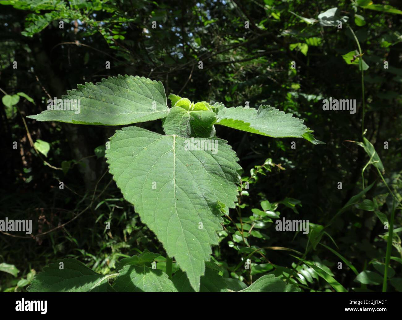 Vue latérale d'une jeune plante velue de menthe ou de Yakawanassa (Anisomeles indica) en plein soleil Banque D'Images