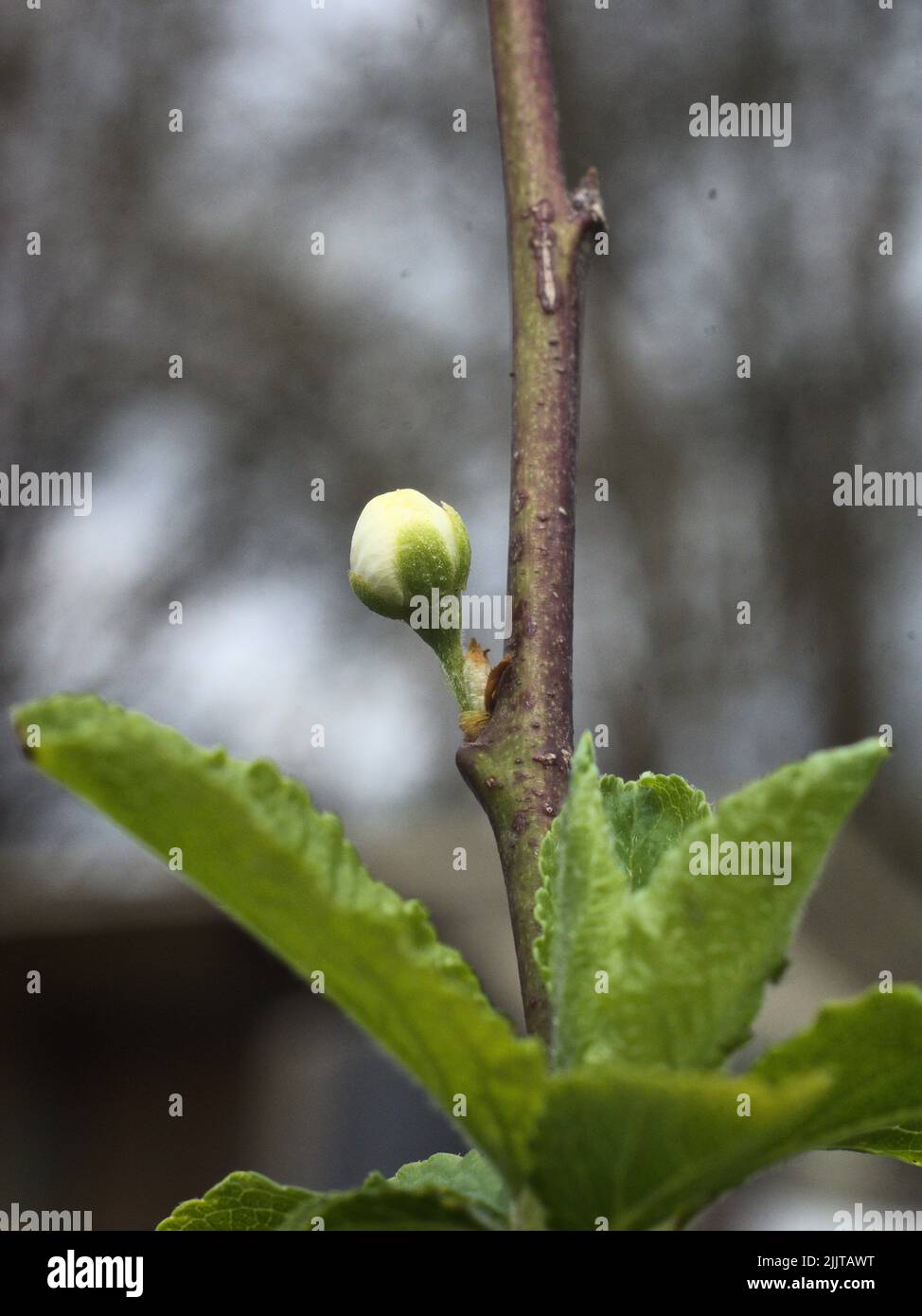 Un cliché vertical d'un bourgeon de cerisier sur une branche Banque D'Images