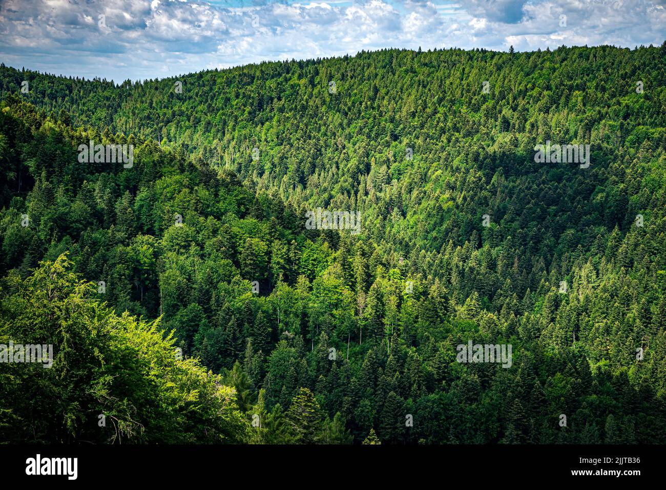 Vue depuis le sentier de Jaworzyna Krynicka dans les montagnes des Low Beskids. Différentes nuances de vert des arbres contre le ciel bleu couvert. Banque D'Images