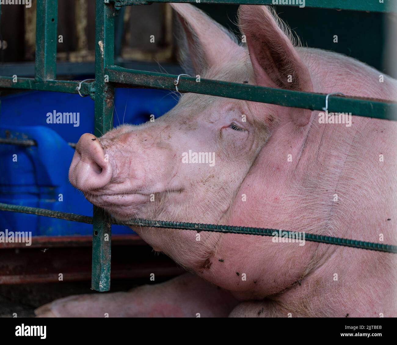 Portrait en gros plan d'un grand cochon blanc derrière une clôture métallique Banque D'Images