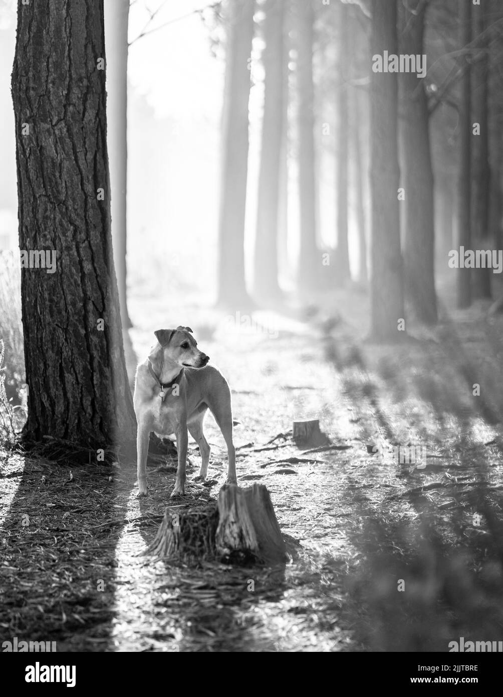 Une photo en niveaux de gris d'un joli chien brun Africain dans la forêt Banque D'Images