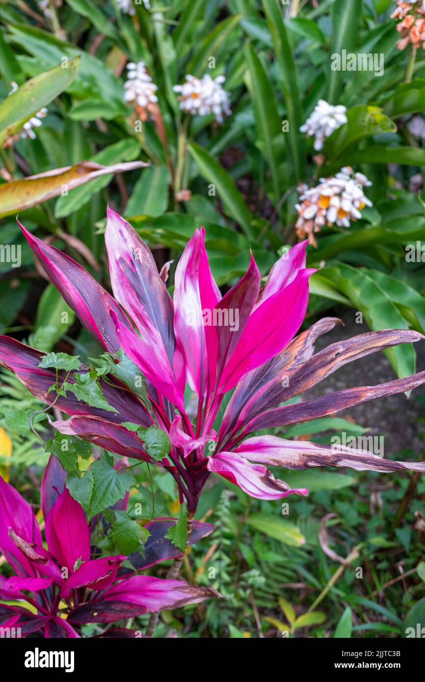 Un cliché vertical de lys de palmier (Cordyline fruticosa) qui pousse dans un jardin Banque D'Images