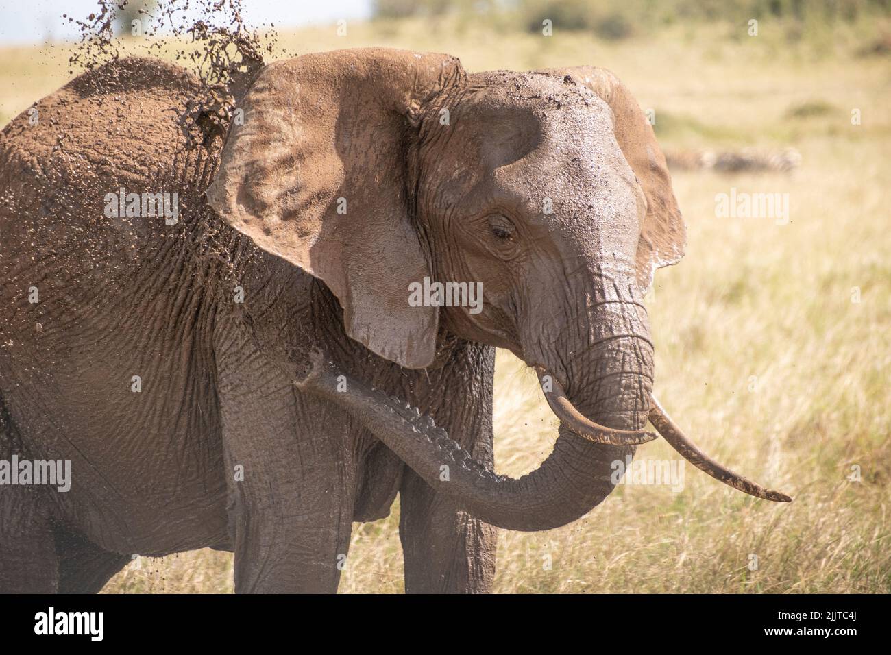 Éléphant dans la réserve de jeu de Masai Mara du Kenya Banque D'Images