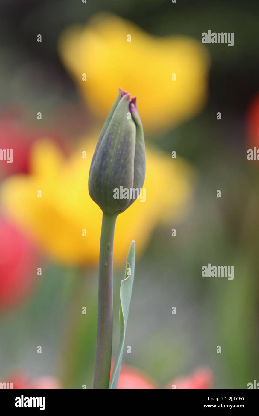 Une verticale d'un bourgeon de tulipe de jardin non ouvert sur fond flou Banque D'Images