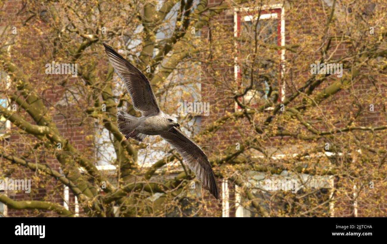 Une vue magnifique sur le vol de l'aigle Banque D'Images