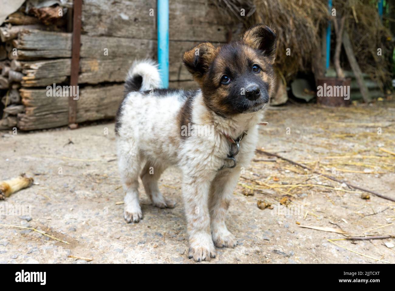 Un petit chien poilu domestique regarde l'appareil photo. Un petit garde de maison sur une laisse Banque D'Images