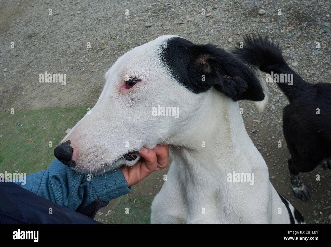 Un humain apaisant un chien fourrure blanche et des oreilles noires vivant dans un abri pour chien Banque D'Images