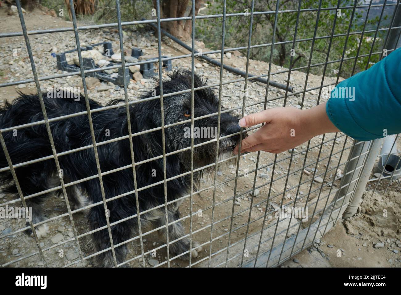 Un homme donnant de la nourriture à un chien avec la fourrure noire vivant dans un abri pour chien Banque D'Images