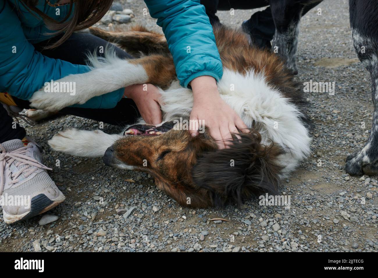 Un homme jouant avec un chien adulte allongé sur le sol dans un abri pour chiens Banque D'Images