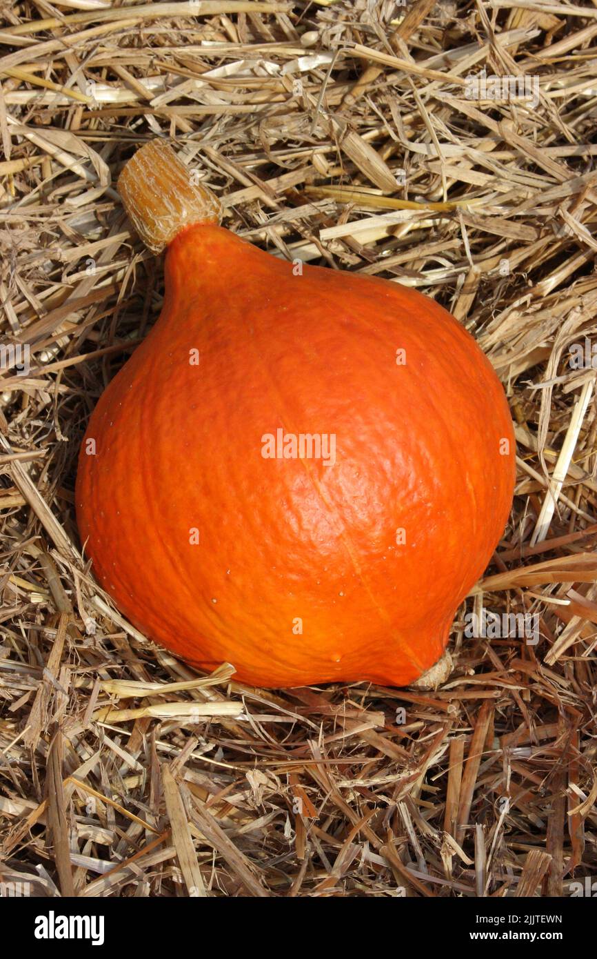 Courge d'hiver 'Uchiki Kuri' / courge rouge kuri sur la paille. Banque D'Images