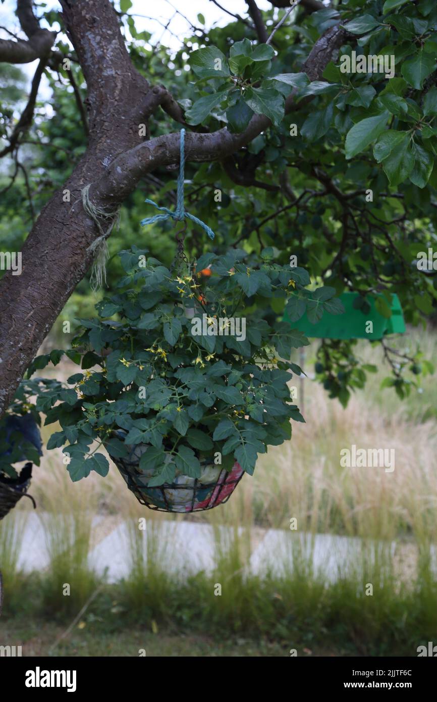 Tomates en forme de bébé poussant dans un panier suspendu sur le Plum Tree Surrey, Angleterre Banque D'Images