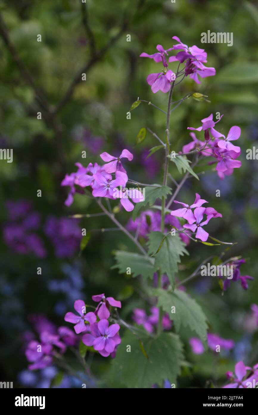 Violet honnêteté (Lunaria annua) fleurs croissant Surrey Angleterre Banque D'Images