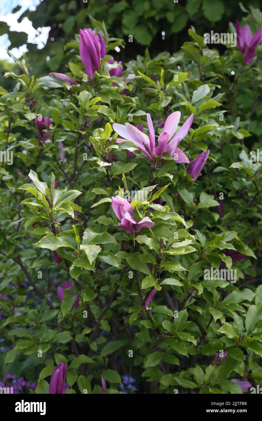 Magnolia Stellata 'susan' Violet Magnolia fleurs hybrides sur arbuste à feuilles caduques Surrey Angleterre Banque D'Images