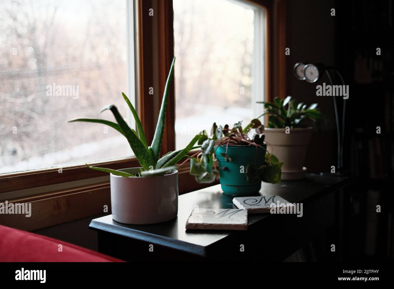 Une vue panoramique de différentes plantes vertes dans des pots contre une fenêtre dans le Minnesota Banque D'Images