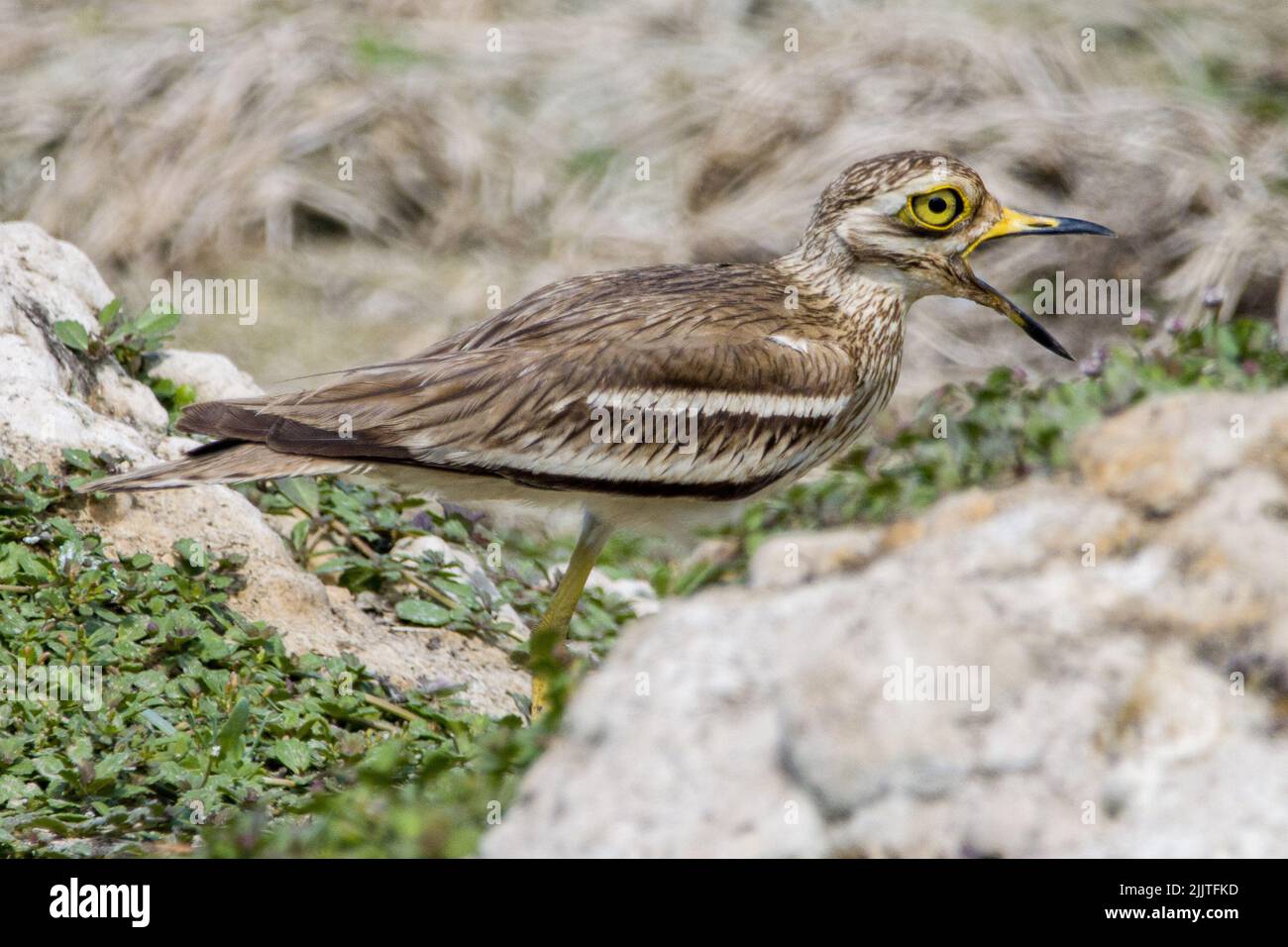 Gros plan d'un curlew de pierre eurasien perché sur un rocher et criant sur un arrière-plan flou Banque D'Images