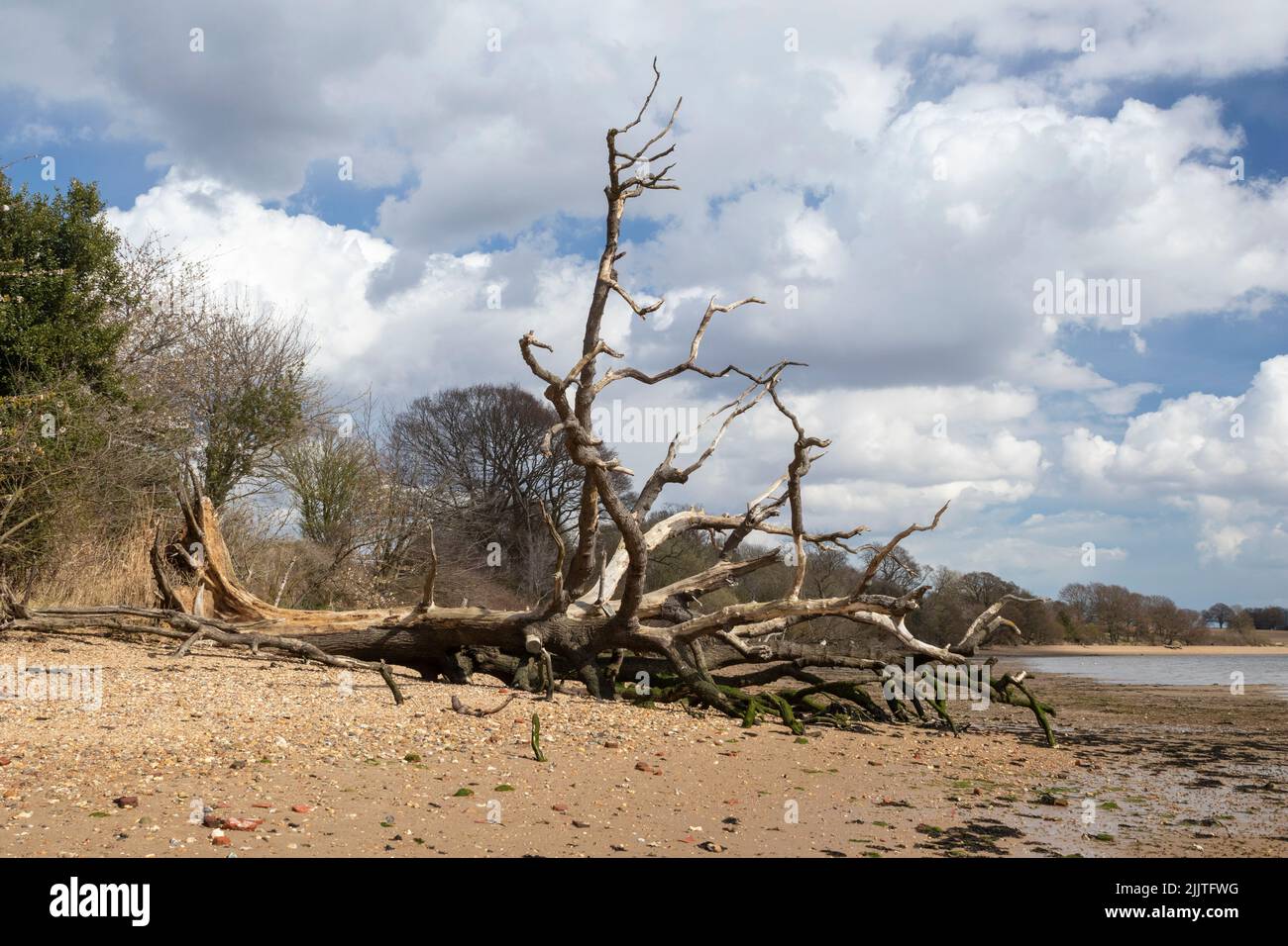 Mort, arbre tombé sur la plage à Holbrook, Suffolk, Angleterre, Royaume-Uni Banque D'Images